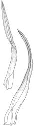 Bryoerythrophyllum recurvirostrum, perichaetial leaves. Drawn from J.E. Beever 26-40, CHR 612374.
 Image: R.D. Seppelt © R.D.Seppelt All rights reserved